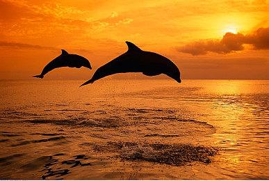 索尼为PlayStation新作寻找演员：跨性别黑女 刀具专家